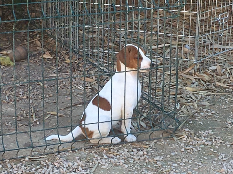 De L'ile Du Port Brouard - Chiot disponible  - Parson Russell Terrier