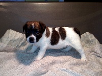 CHIOT