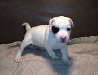 CHIOT