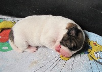 CHIOT