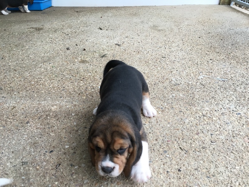 De L'ile Du Port Brouard - Chiots disponibles - Beagle